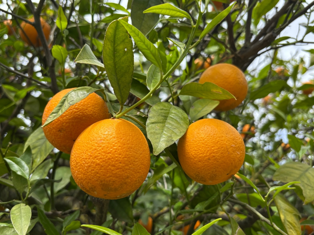 Цитрусовая роща.