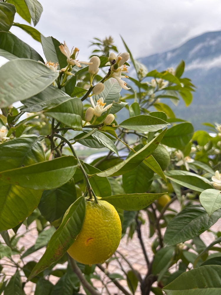Лимонное дерево