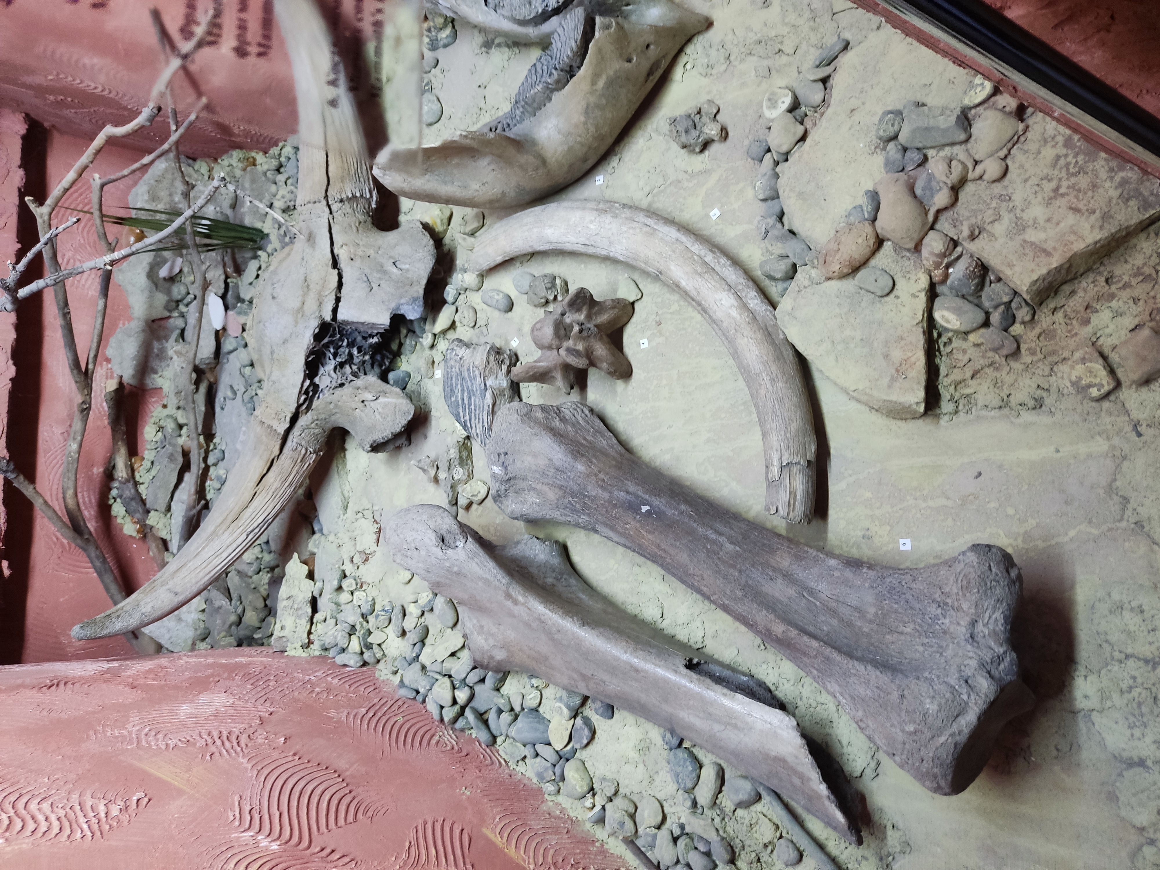 Кости доисторических животных